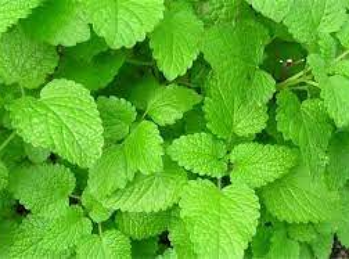 اسوه ,موسسه فرهنگی قرآن و عترت اسوه تهران,
