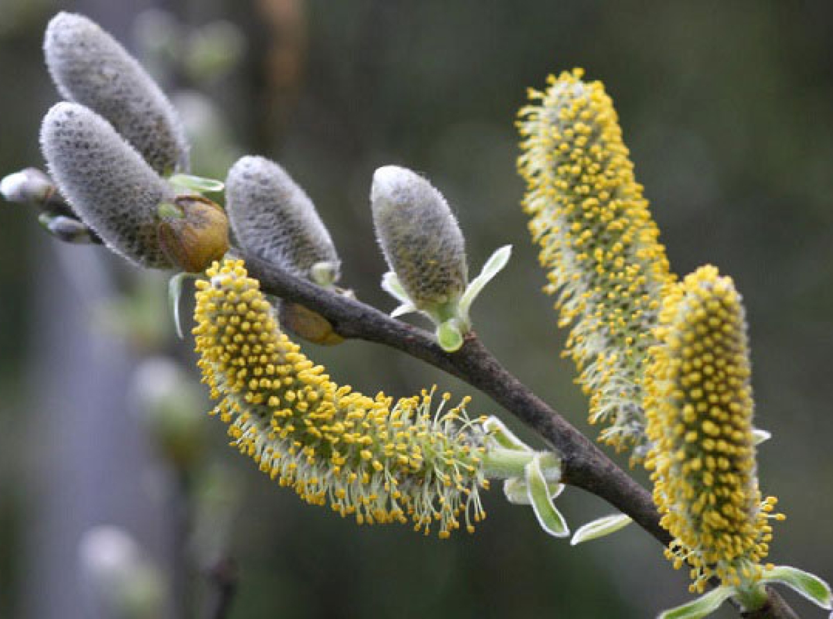 اسوه ,موسسه فرهنگی قرآن و عترت اسوه تهران,